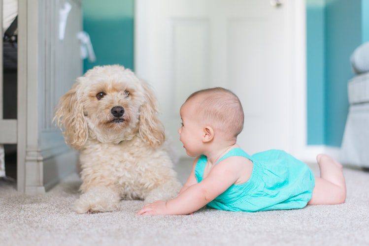 A baby crawling near a dog